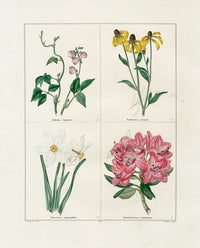 Benjamin Maund 1825 Original Flower Print Woody Dolichos - Panteek Antique Prints