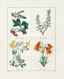 Benjamin Maund 1825 Original Flower Print Woody Nightshade - Panteek Antique Prints