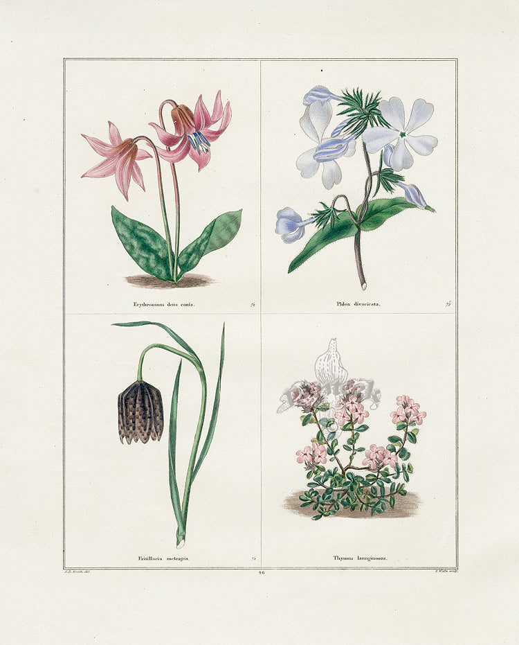 Benjamin Maund 1825 Original Flower Print Woolly Thyme