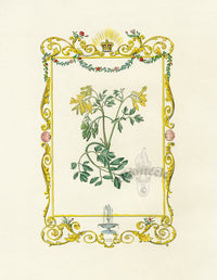 Benjamin Maund 1825 Original Flower Print Yellow Corydalis - Panteek Antique Prints