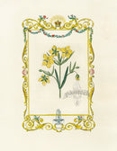 Benjamin Maund 1825 Original Flower Print Yellow Flower - Panteek Antique Prints