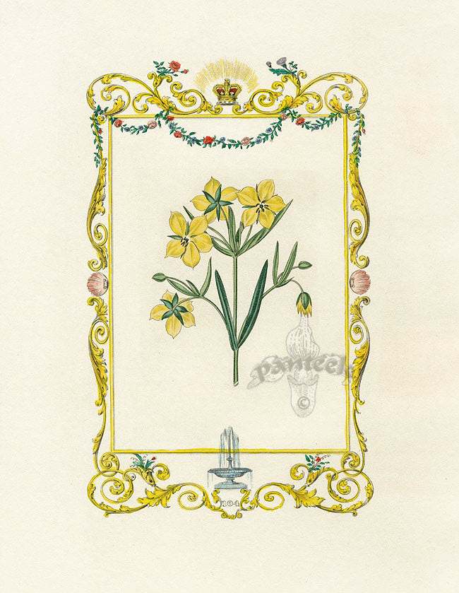 Benjamin Maund 1825 Original Flower Print Yellow Flower