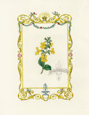 Benjamin Maund 1825 Original Flower Print Yellow Monkeyflower - Panteek Antique Prints