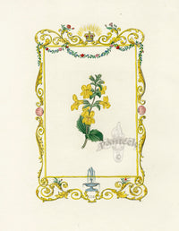 Benjamin Maund 1825 Original Flower Print Yellow Monkeyflower - Panteek Antique Prints