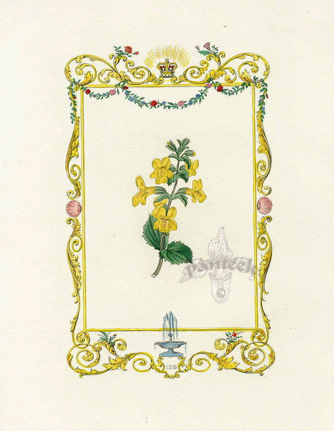 Benjamin Maund 1825 Original Flower Print Yellow Monkeyflower