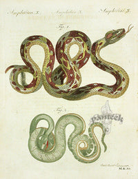Bertuch Antique Prints 1790 Boa Constrictor - Panteek Antique Prints