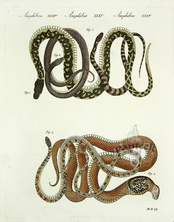 Bertuch Antique Prints 1790 Cobra