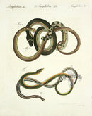 Bertuch Antique Prints 1790 Eastern Glass Lizard - Panteek Antique Prints