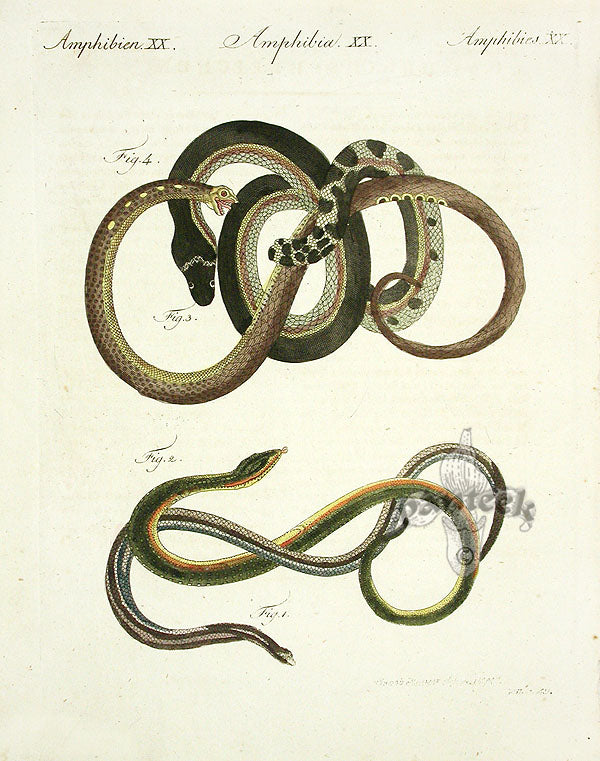 Bertuch Antique Prints 1790 Eastern Glass Lizard