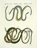Bertuch Antique Prints 1790 False Coral Snake - Panteek Antique Prints