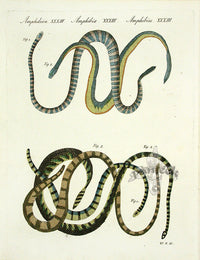 Bertuch Antique Prints 1790 False Coral Snake - Panteek Antique Prints