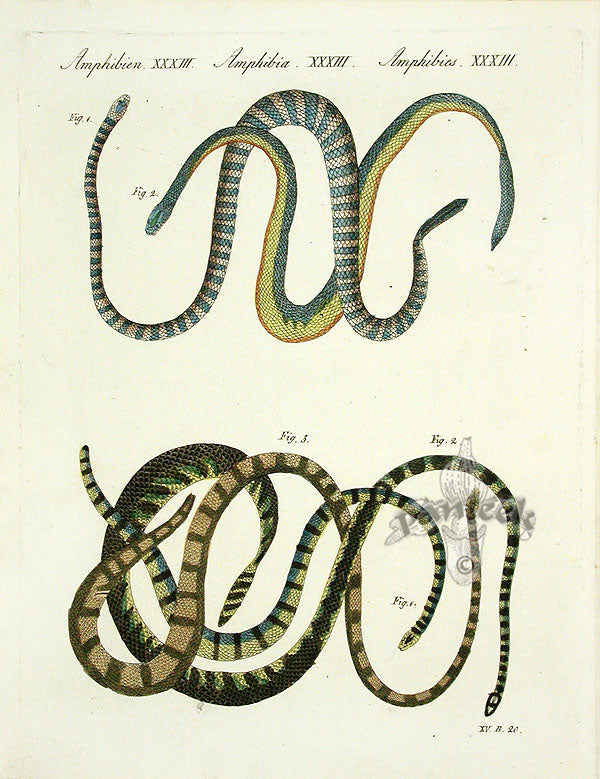 Bertuch Antique Prints 1790 False Coral Snake