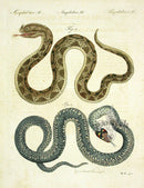 Bertuch Antique Prints 1790 Gaboon Viper - Panteek Antique Prints