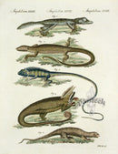 Bertuch Antique Prints 1790  Gecko, Chameleon - Panteek Antique Prints