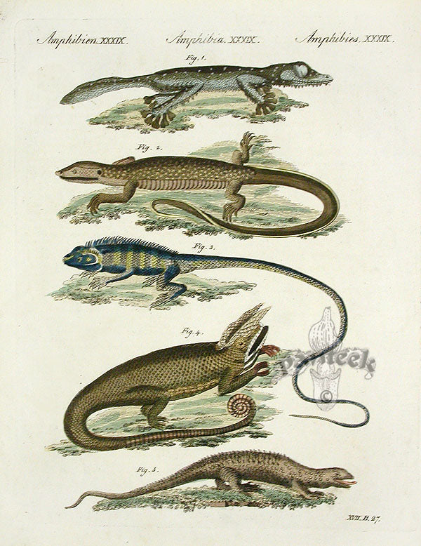 Bertuch Antique Prints 1790  Gecko, Chameleon
