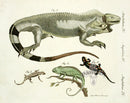 Bertuch Antique Prints 1790 Iguana, Salamanda, Chameleon - Panteek Antique Prints