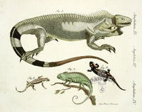 Bertuch Antique Prints 1790 Iguana, Salamanda, Chameleon - Panteek Antique Prints