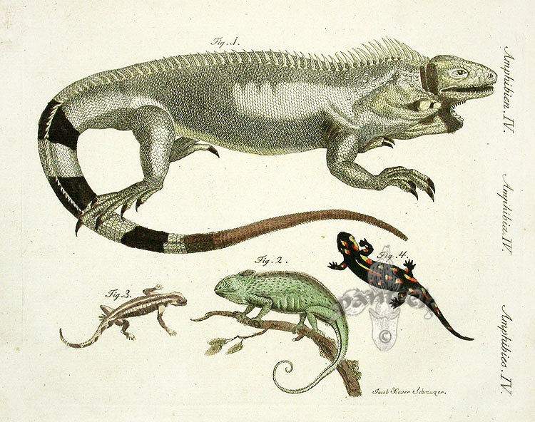 Bertuch Antique Prints 1790 Iguana, Salamanda, Chameleon