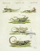 Bertuch Antique Prints 1790 Lacerta Lizards - Panteek Antique Prints