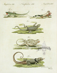 Bertuch Antique Prints 1790 Lacerta Lizards - Panteek Antique Prints