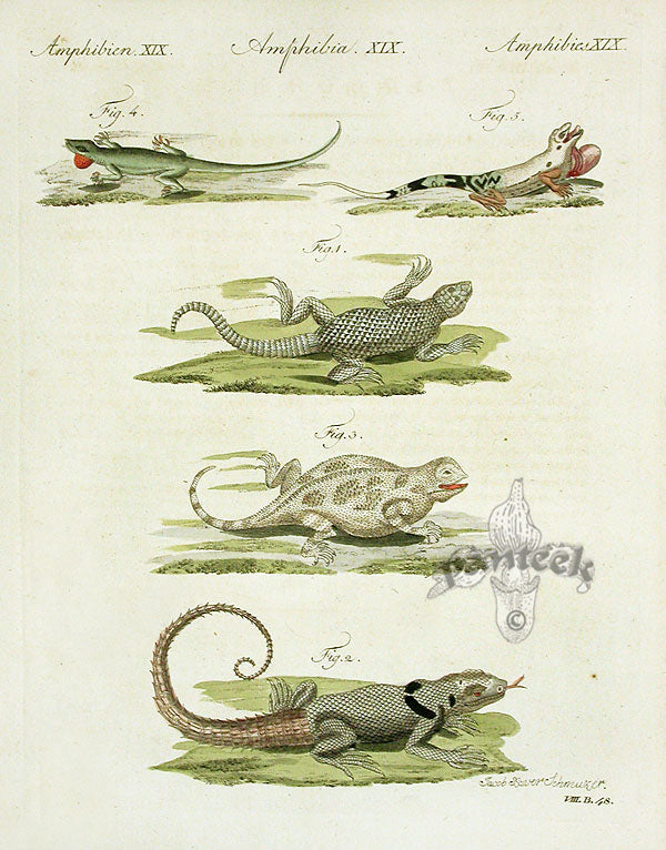 Bertuch Antique Prints 1790 Lacerta Lizards