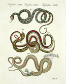 Bertuch Antique Prints 1790 Lancehead Snake - Panteek Antique Prints