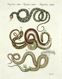 Bertuch Antique Prints 1790 Lancehead Snake - Panteek Antique Prints