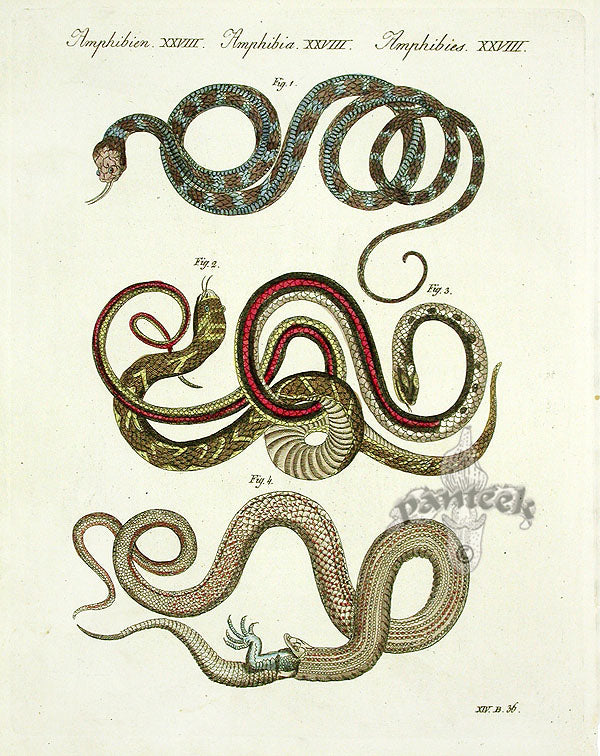 Bertuch Antique Prints 1790 Lancehead Snake