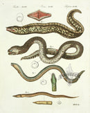 Bertuch Antique Prints 1790 Moray Eel - Panteek Antique Prints