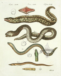 Bertuch Antique Prints 1790 Moray Eel - Panteek Antique Prints