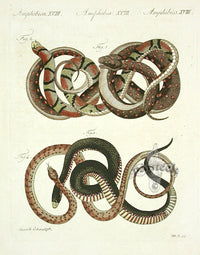 Bertuch Antique Prints 1790 Python, Scarlet Snake - Panteek Antique Prints