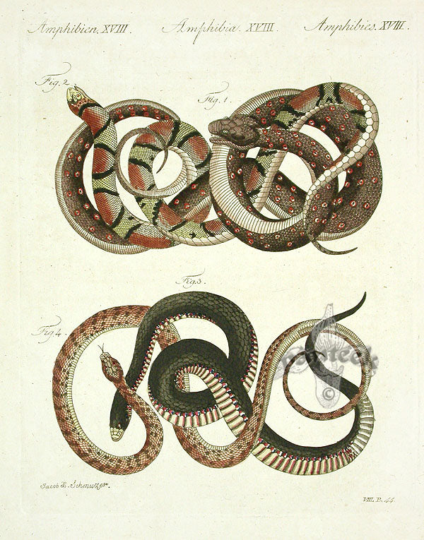Bertuch Antique Prints 1790 Python, Scarlet Snake