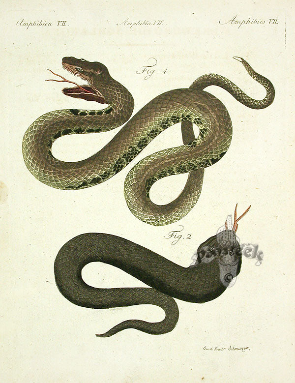 Bertuch Antique Prints 1790 Sahara Sand Viper
