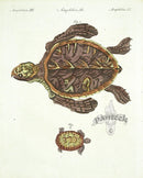 Bertuch Antique Prints 1790 Sea Turtle,Tortoise - Panteek Antique Prints