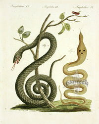 Bertuch Antique Prints 1790 Spectacle Cobra Snake - Panteek Antique Prints