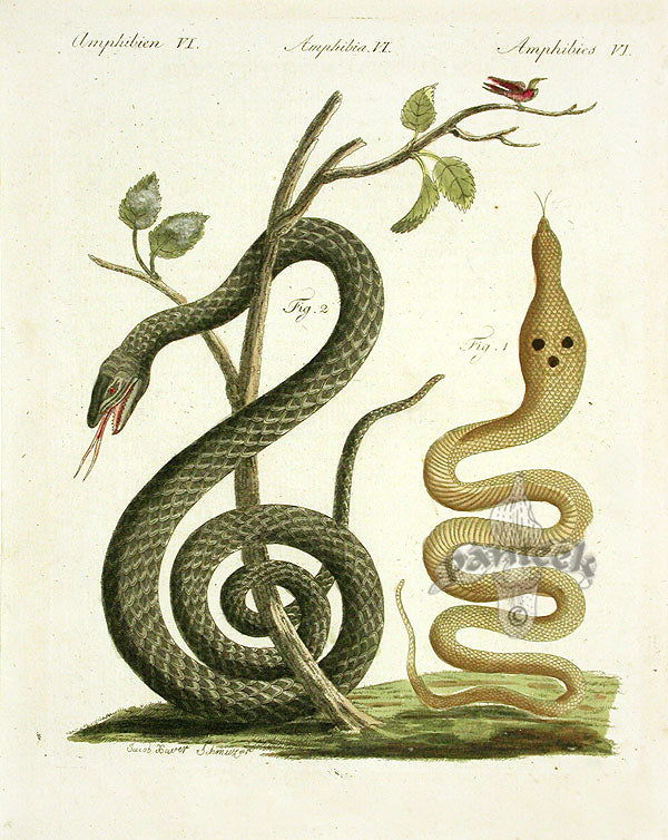 Bertuch Antique Prints 1790 Spectacle Cobra Snake