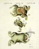 Bertuch Antique Prints 1790 Surinam Toad - Panteek Antique Prints