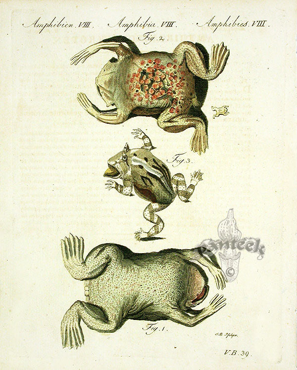 Bertuch Antique Prints 1790 Surinam Toad
