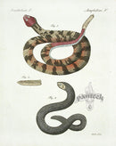 Bertuch Antique Prints 1790 Timber Rattlesnake - Panteek Antique Prints