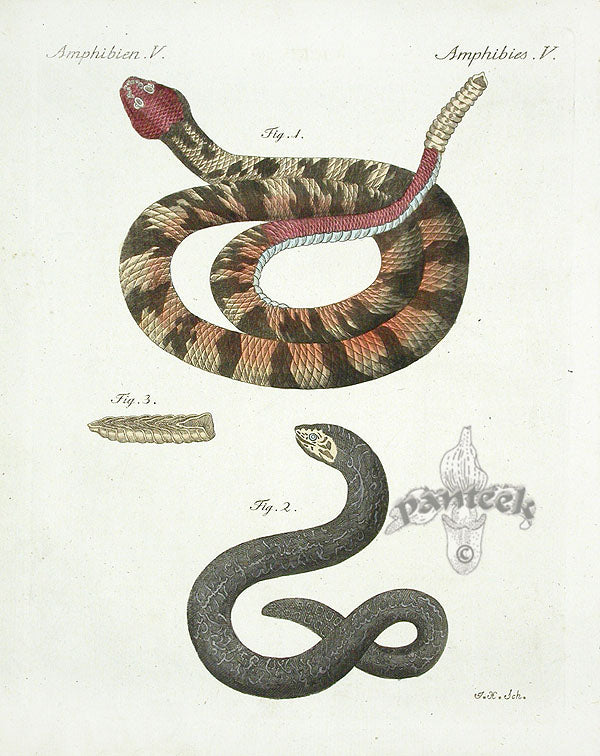 Bertuch Antique Prints 1790 Timber Rattlesnake