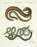 Bertuch Antique Prints 1790 White-bellied Wormlizard - Panteek Antique Prints