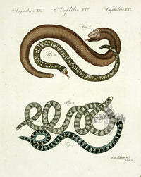 Bertuch Antique Prints 1790 White-bellied Wormlizard - Panteek Antique Prints