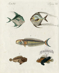Bertuch Bilderbuch 1790 Angelfish - Panteek Antique Prints