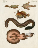 Bertuch Bilderbuch 1790 Anglerfish - Panteek Antique Prints