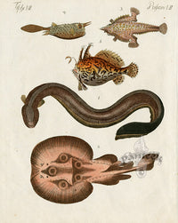 Bertuch Bilderbuch 1790 Anglerfish - Panteek Antique Prints