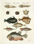 Bertuch Bilderbuch 1790 Balistes ringens - Panteek Antique Prints