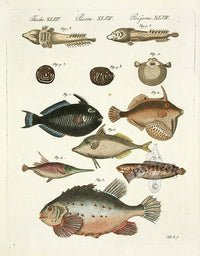 Bertuch Bilderbuch 1790 Balistes ringens - Panteek Antique Prints