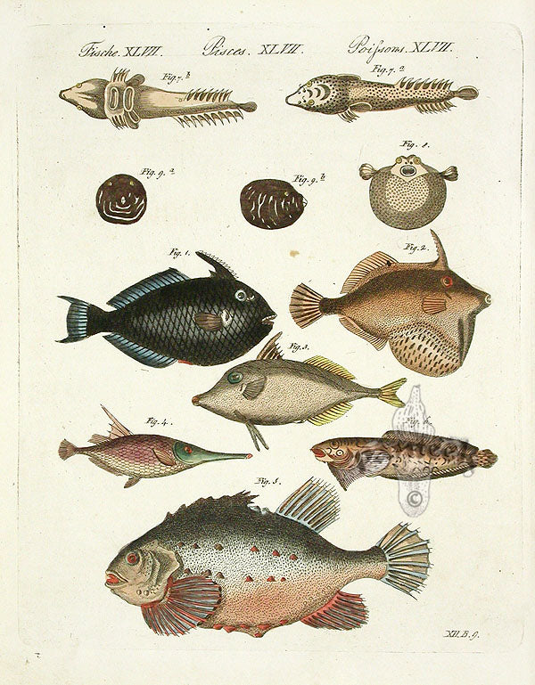 Bertuch Bilderbuch 1790 Balistes ringens