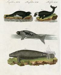 Bertuch Bilderbuch 1790 Black & Grey Seals - Panteek Antique Prints