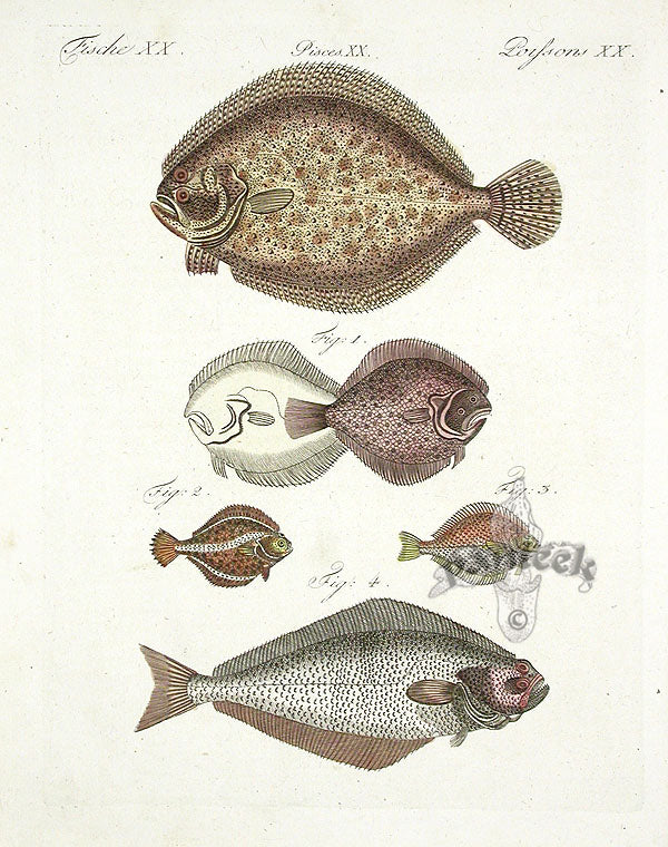 Bertuch Bilderbuch 1790 Brill